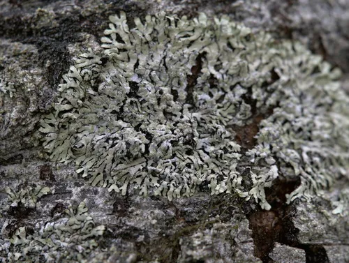 Gray Starburst Lichen