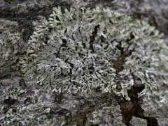 Gray Starburst Lichen thumbnail 1
