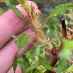 Rose rosette disease thumbnail 3