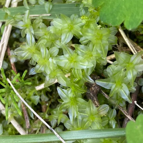 Wavy-leaf Moss