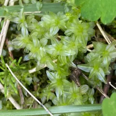 Wavy-leaf Moss thumbnail 1