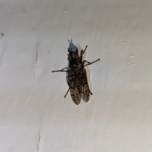 Sphecomyiella valida