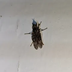 Sphecomyiella valida thumbnail 1