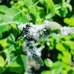 Four-toothed Mason Wasp thumbnail 2