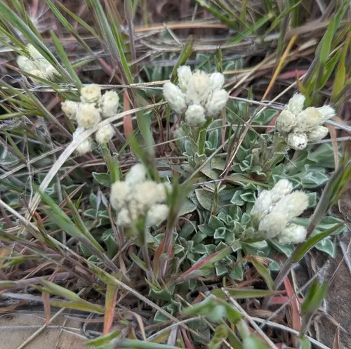 small-leaf pussytoes
