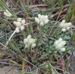 small-leaf pussytoes thumbnail 1