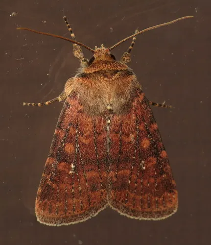 Southern Scurfy Quaker