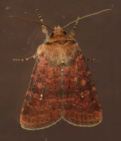 Southern Scurfy Quaker thumbnail 1