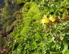 veronica-leaved monkeyflower thumbnail 2