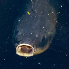 Bigmouth Buffalo thumbnail 4