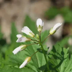 large toothwort thumbnail 4