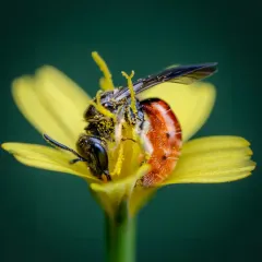 Oval-headed Sweat Bee thumbnail 1