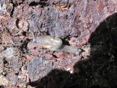 Dromedary Jumping-slug thumbnail 1