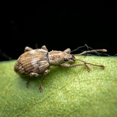 obscure root weevil thumbnail 2