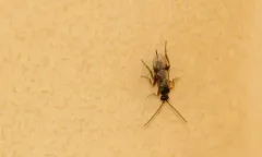 Apanteles carpatus thumbnail 2