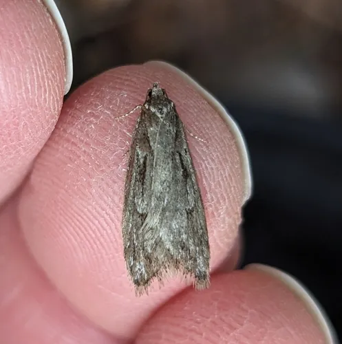 Aurora Flatbody Moth