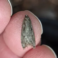 Aurora Flatbody Moth thumbnail 1