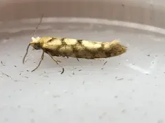 Juniper Seed Moth thumbnail 3