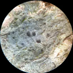 Easter Pox Lichen thumbnail 3