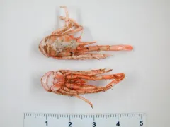 Bent-nosed Squat Lobster thumbnail 2