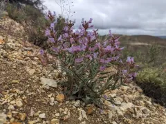Malheur Penstemon thumbnail 3