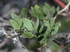 Coptodisca arbutiella thumbnail 3