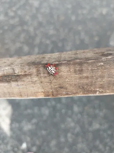 Spinybacked Orbweaver