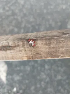 Spinybacked Orbweaver thumbnail 1