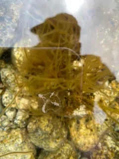 Laodicea undulata thumbnail 2