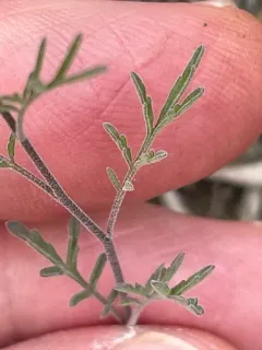 Mountain Tansymustard thumbnail 4