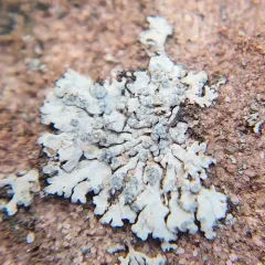 Blue-gray Rosette Lichen thumbnail 4