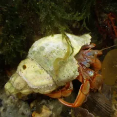Acadian hermit crab thumbnail 2