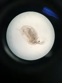 Large Water Flea thumbnail 2