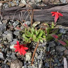 Serpentine Catchfly thumbnail 3
