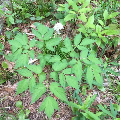 red baneberry