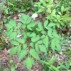 red baneberry thumbnail 1