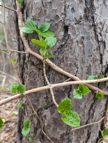 Climbing Hydrangea