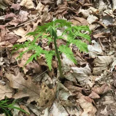 rattlesnake fern thumbnail 2