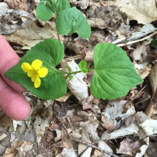 Smooth Yellow Violet