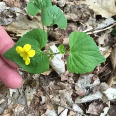 Smooth Yellow Violet thumbnail 1