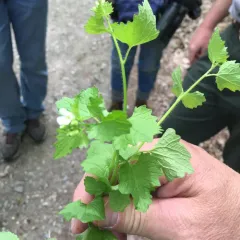 garlic mustard thumbnail 1