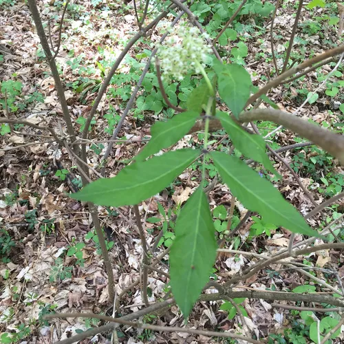 red-berried elder