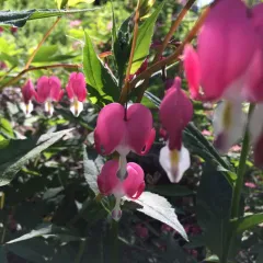 Asian Bleeding-heart thumbnail 4