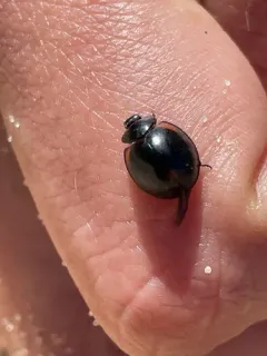 Thrice-struck Lady Beetle thumbnail 3