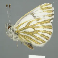 Spring White thumbnail 3
