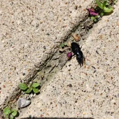 Big-headed Ground Beetle thumbnail 3