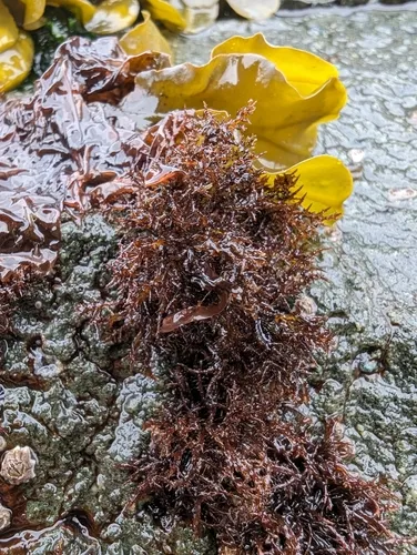 Scouring-pad alga