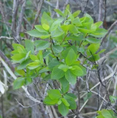 Roundleaf Snowberry thumbnail 2