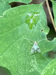 Stenochironomus colei thumbnail 4