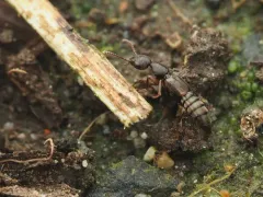 Rugilus orbiculatus thumbnail 2